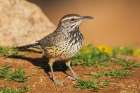 Cactus wren Art Print